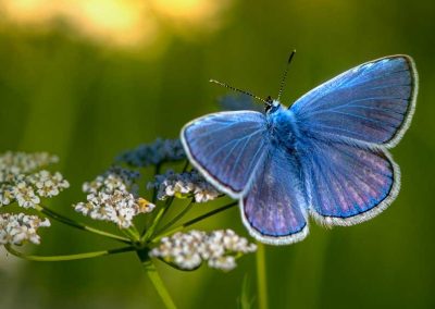 Herstel biodiversiteit Bronckhorst
