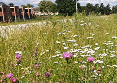Meer biodiversiteit langs Gelderse wegen