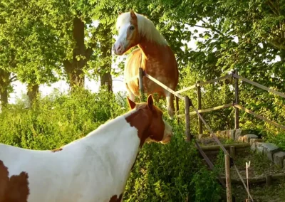 Vergroenen van paardenhouderijen