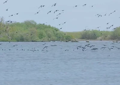Een betere leefomgeving voor wadvogels