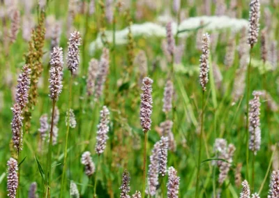 Van verdroogd beekdal naar nat bloemenlandschap