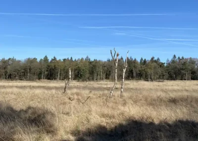 Natuurherstel in Zuidwest Drenthe