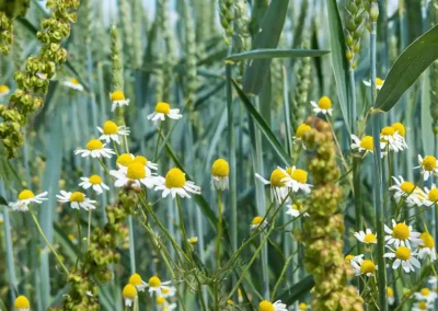 Gebiedsvisie en gebiedsproces natuurinclusieve landbouw