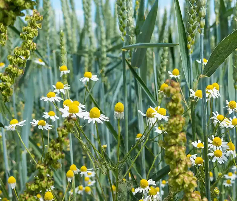 Gebiedsvisie en gebiedsproces natuurinclusieve landbouw
