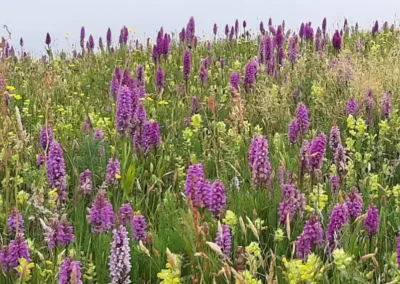 Natuurontwikkeling in de binnenduinrand