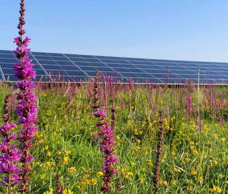 De rol van de natuur bij de ontwikkeling van wind- en zonneparken