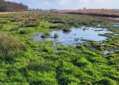 Agrarische graslanden worden veenweidenatuur