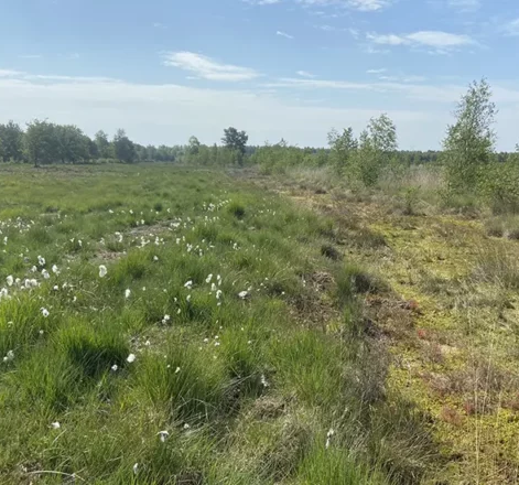 Hoogveenbehoud in De Witten