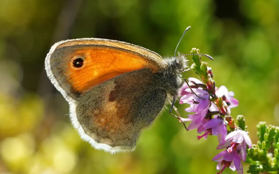 Basiskwaliteit Natuur: handvatten voor sterkere natuur