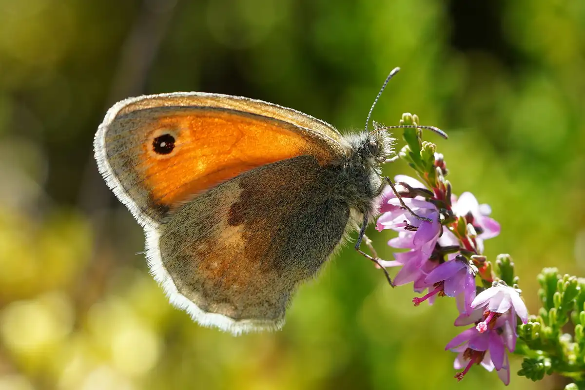 Basiskwaliteit Natuur: handvatten voor sterkere natuur