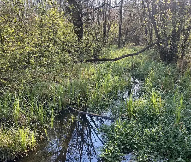 Kwelwater terug op historisch landgoed