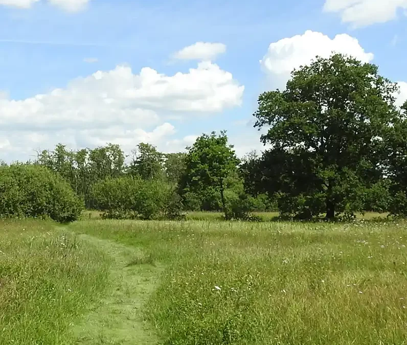 Herstel leefgebied pimpernelblauwtje