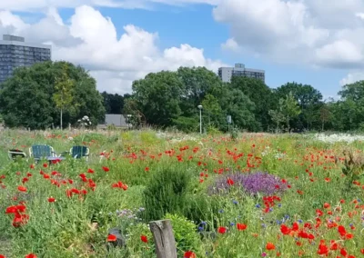 Herstel en toekomstbestendig beheer stadspark