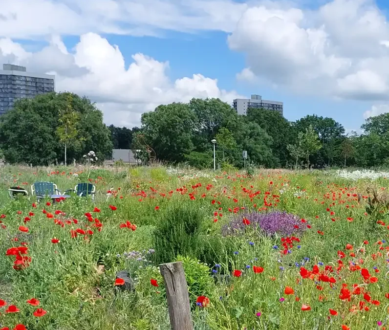 Herstel en toekomstbestendig beheer stadspark