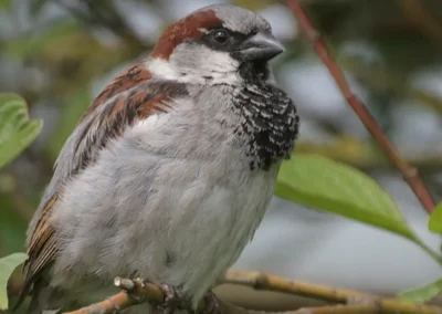 BKN: natuurinclusieve verbindingen in Lelystad