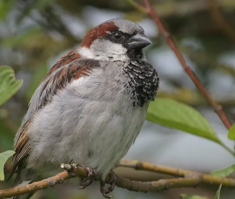 BKN: natuurinclusieve verbindingen in Lelystad