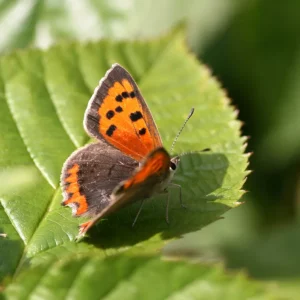 Basiskwaliteit Natuur