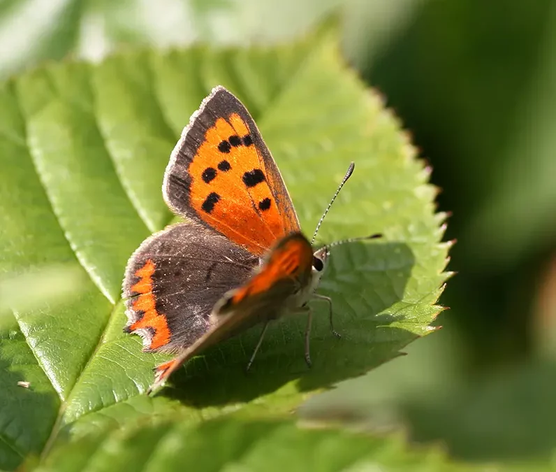 Presentatie Basis Kwaliteit Natuur