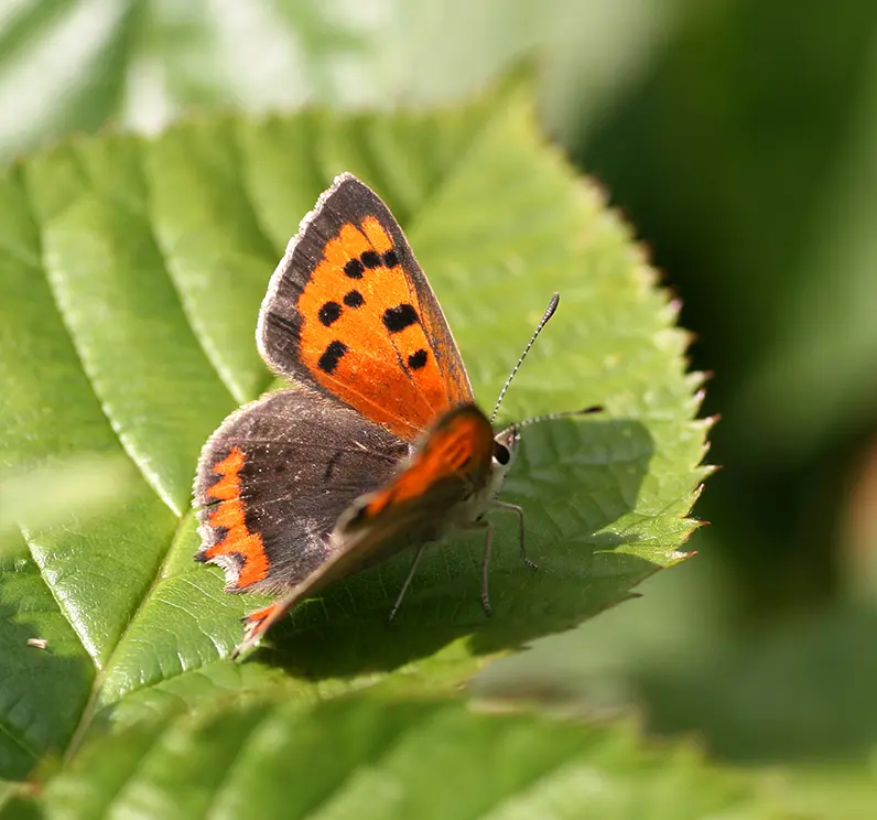 Presentatie Basis Kwaliteit Natuur