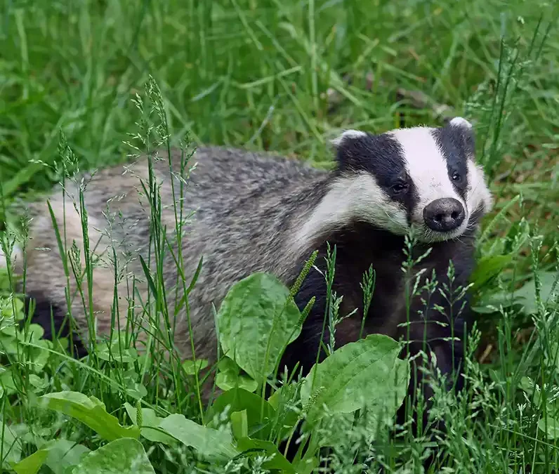 Soortbescherming in de Omgevingswet: Flora- en fauna-activiteiten