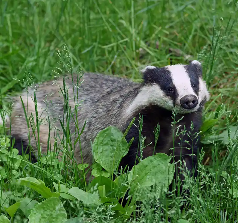 Soortbescherming in de Omgevingswet: Flora- en fauna-activiteiten