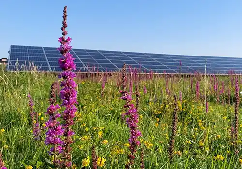 EcoCertified Solar Parks: de nieuwe standaard voor natuurinclusieve zonneparken